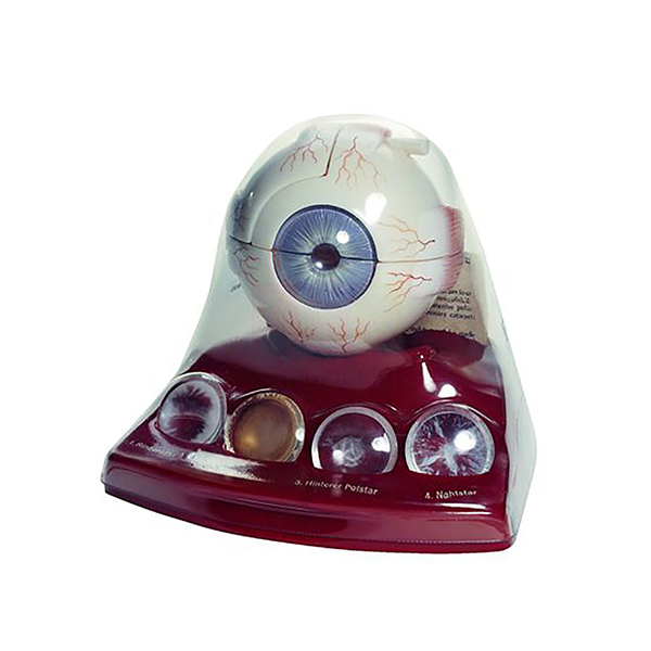 Cataract Eye Model with 4 Forms of Cataract